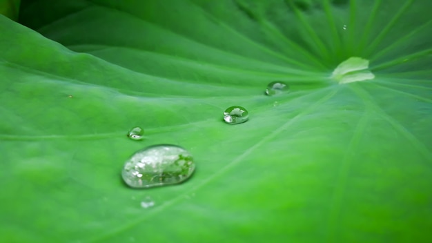 Fondo de textura de hoja verde con vista macro