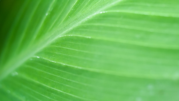 Fondo de textura de hoja verde con vista macro