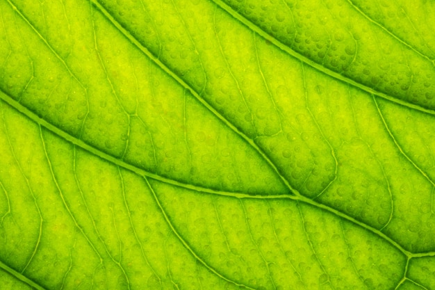 Foto fondo textura hoja verde