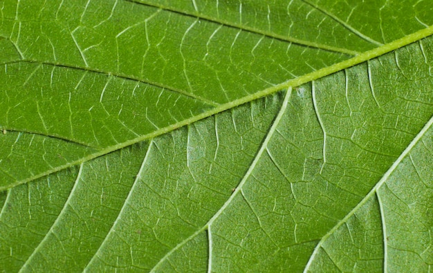 Fondo de textura de hoja verde