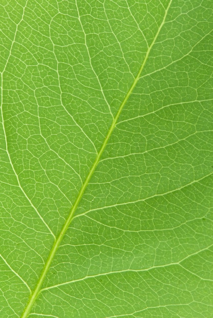 Fondo de textura de hoja verde