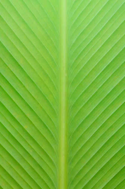 Foto fondo de textura de hoja verde