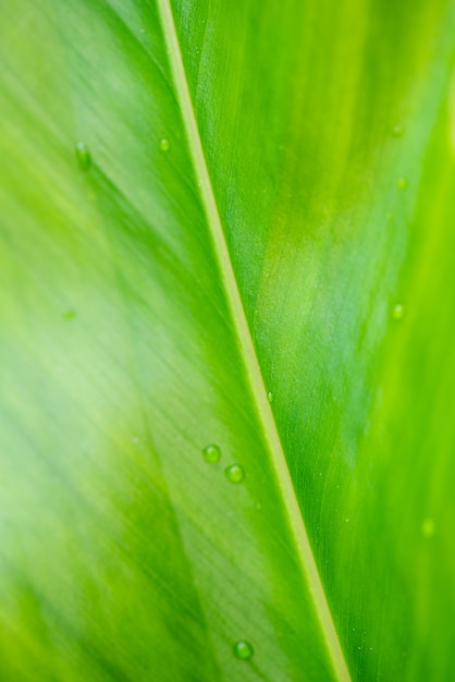 Fondo de textura de hoja verde