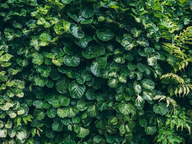 Fondo de textura de hoja verde