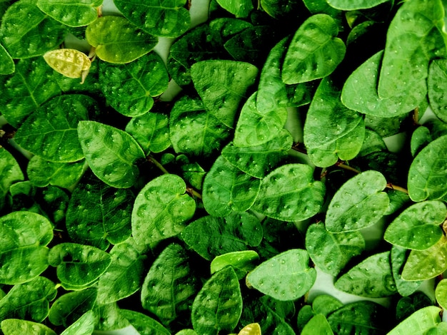 Fondo de textura de hoja verde