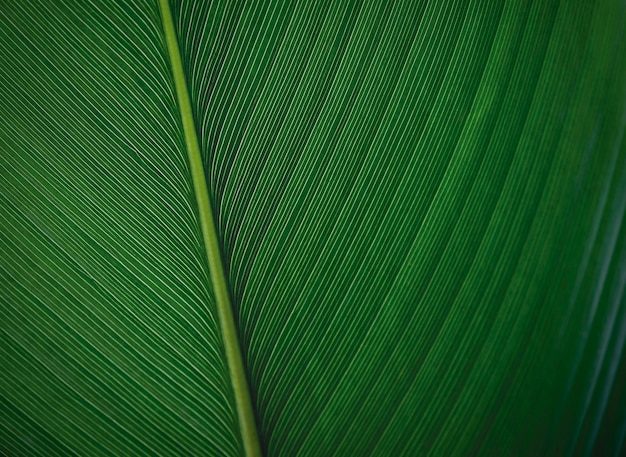 Fondo de textura de hoja verde