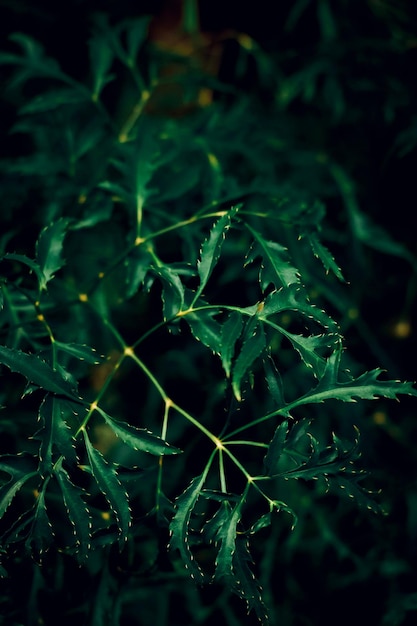 Fondo de textura de hoja verde