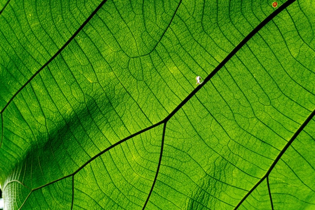 Fondo de textura de hoja verde