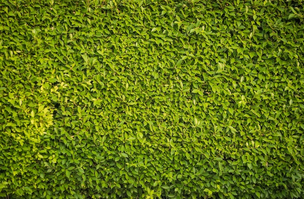 Fondo de textura de hoja verde.