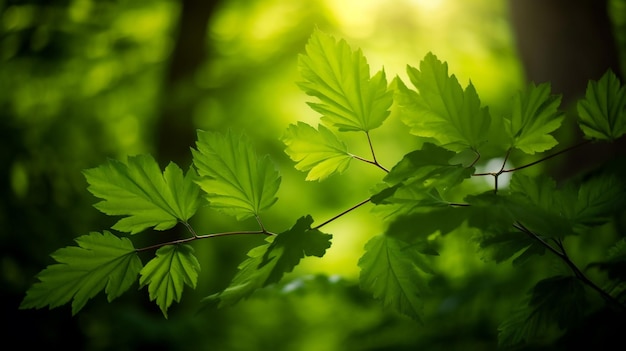 Fondo de textura de hoja verde