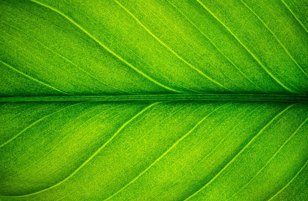 Fondo de textura de hoja