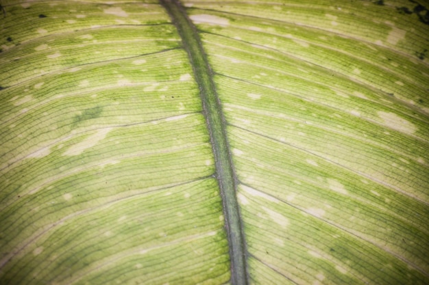 Fondo de textura de hoja