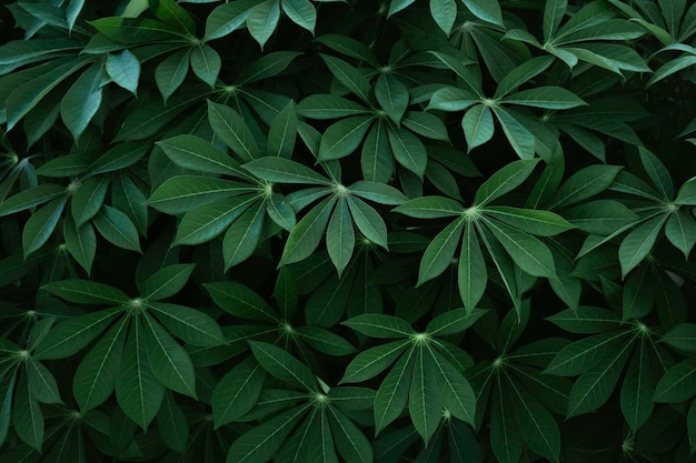 Foto fondo de textura de hojas de mandioca verde