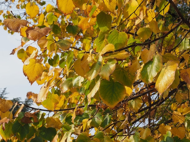 Fondo de textura de hojas de otoño amarillo