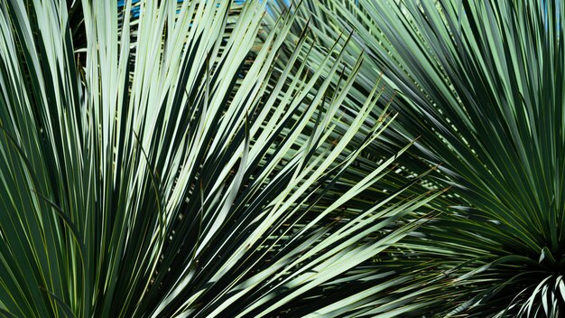 Fondo de textura de hojas de palmeras tropicales