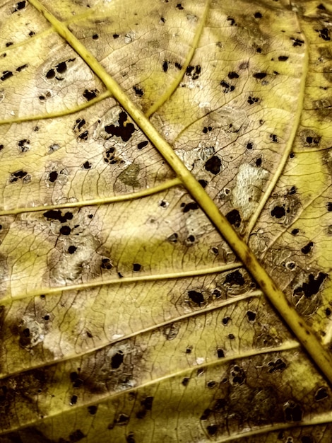 Foto fondo de textura de las hojas secas capturadas por insectos