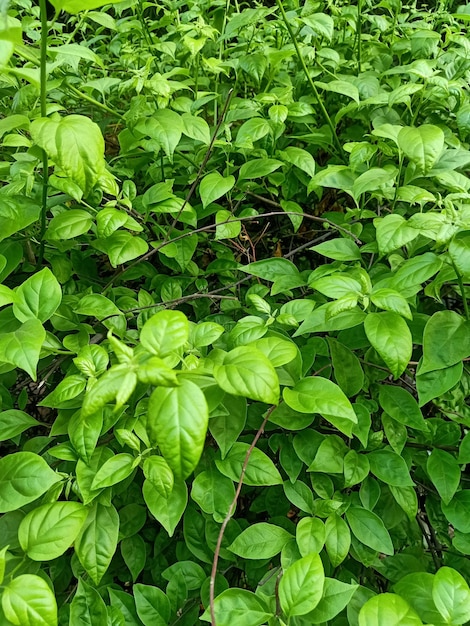 El fondo de la textura de las hojas verdes de bougainvillea