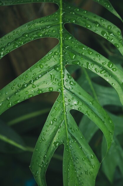 Fondo de textura de hojas verdes con gotas de agua de lluvia