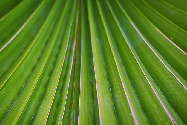 Fondo de textura de hojas verdes de palmera
