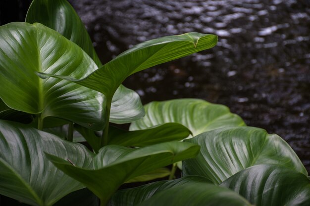 Fondo de textura de hojas verdes tropicales.