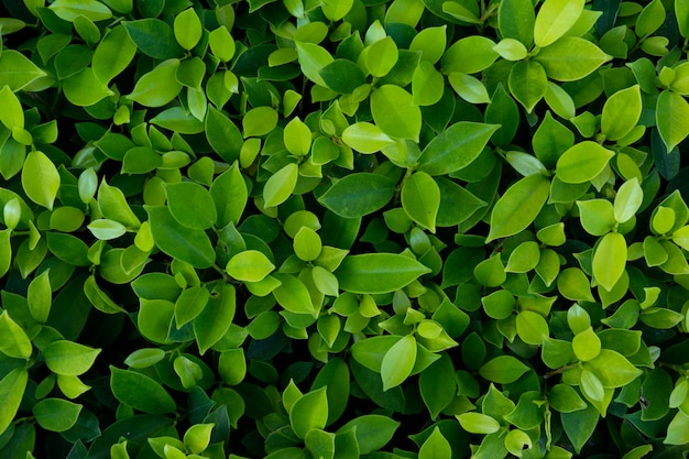 Fondo de textura de hojas verdes