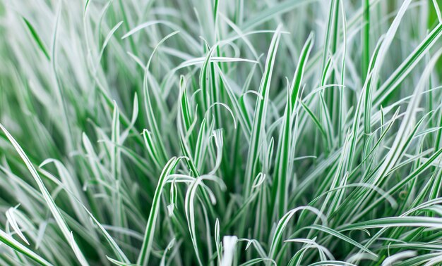 Fondo de textura de hojas verdes