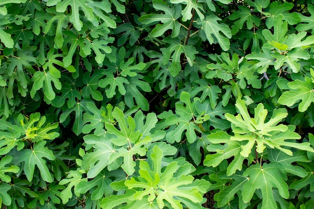 Fondo de textura de hojas verdes