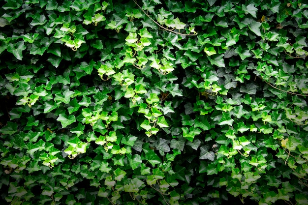 Fondo de textura de hojas verdes