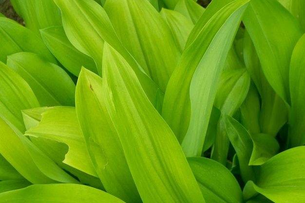 Foto fondo de textura de hojas verdes