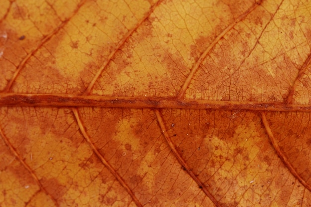 Fondo de textura de hojas