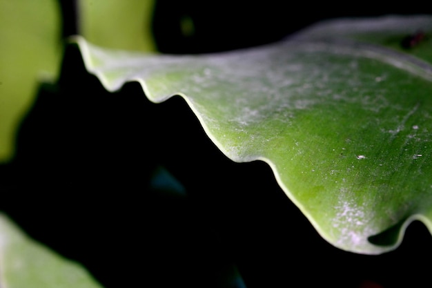 Fondo de textura de hojas