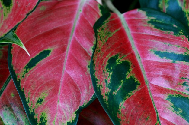 Fondo de textura de hojas