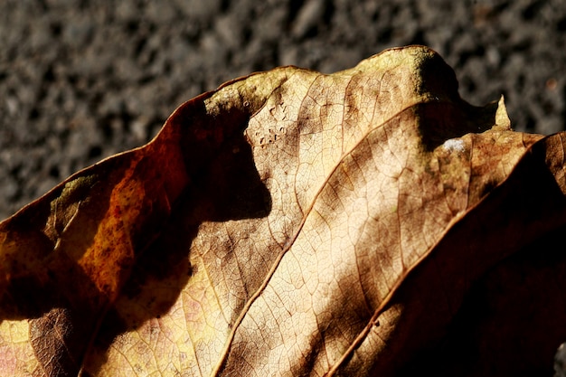 Foto fondo de textura de hojas