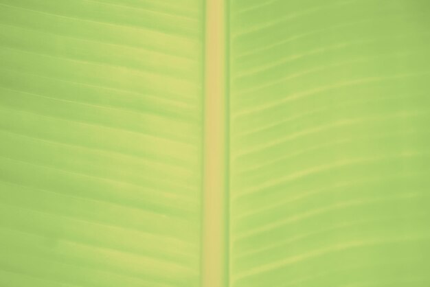 Fondo de textura de licencia de planta de plátano verde