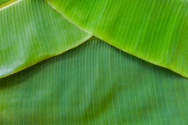 Fondo de textura de luz de fondo hoja verde fresca