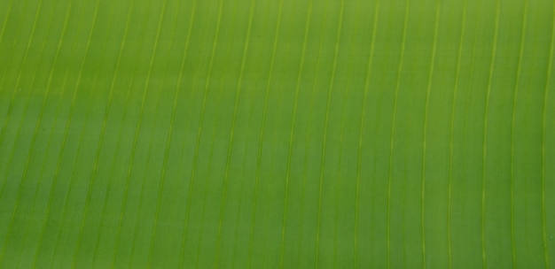 Fondo de textura de luz de fondo hoja verde fresca.