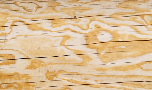 Foto fondo de textura de madera de alerce