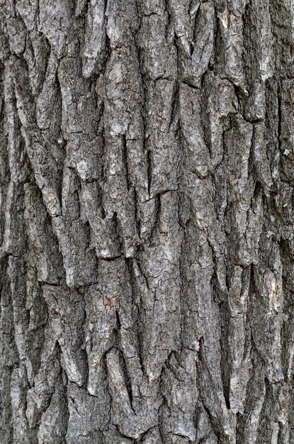 Fondo de textura de madera Corteza de árbol