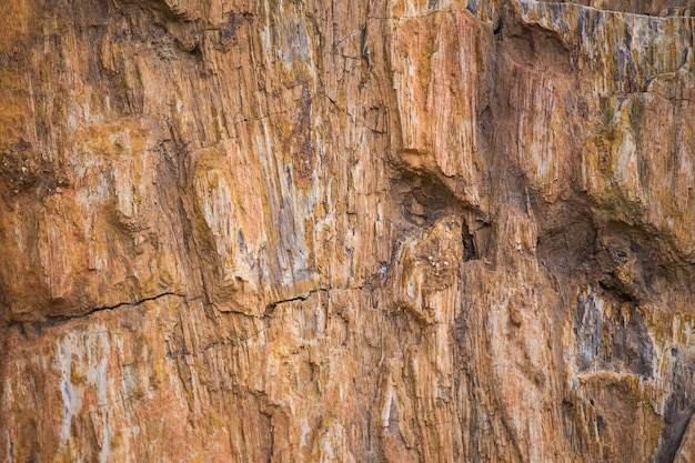 El fondo de textura de madera petrificada