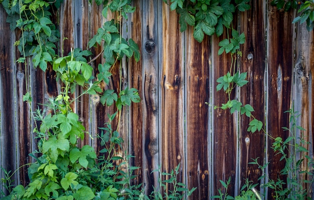 Fondo de textura de madera, con una ramita verde