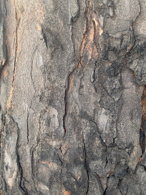 Fondo de textura de madera vieja