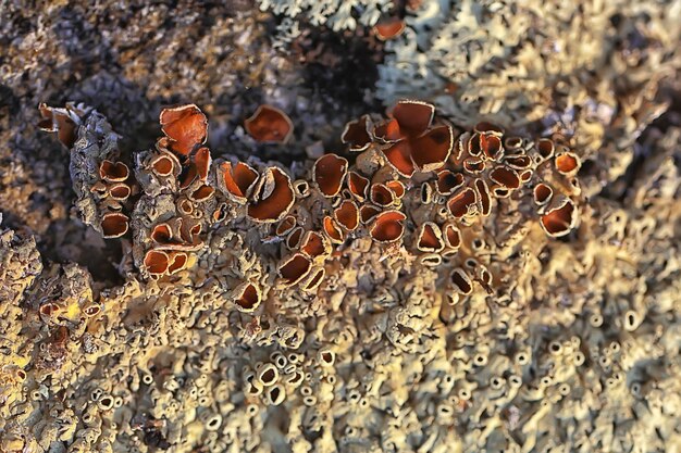 Fondo de textura de musgo de liquen, piedra antigua abstracta de la naturaleza