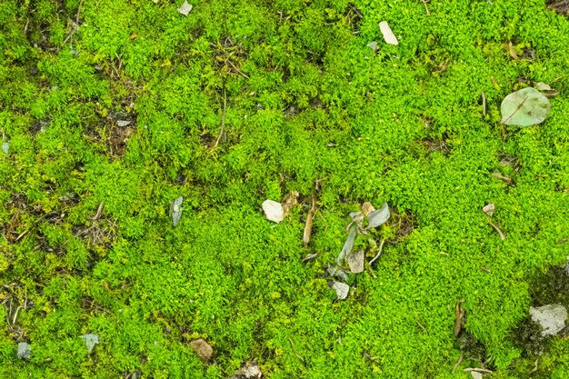Fondo de textura de musgo verde de primer plano Textura verde