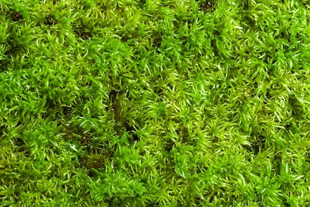 Fondo de textura de musgo verde de primer plano Textura verde