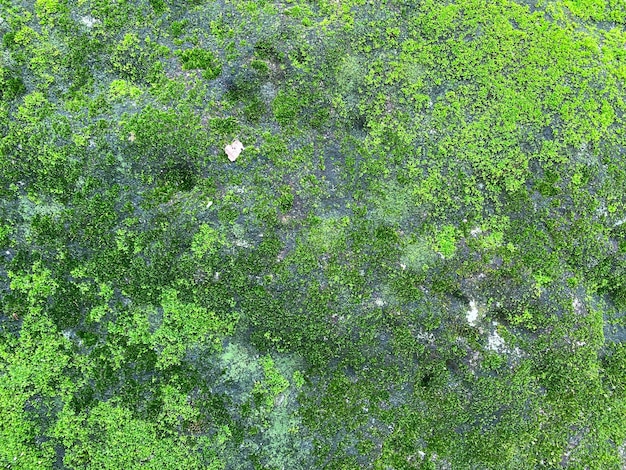 Fondo y textura de musgo verde