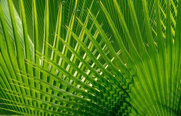 Fondo de textura natural verde.