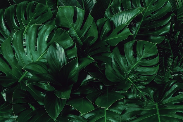 Fondo de textura de naturaleza de hojas verdes abstractas.Diseño creativo para diseño