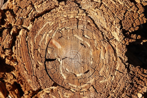 Fondo de textura de naturaleza Primer plano de un árbol de corte