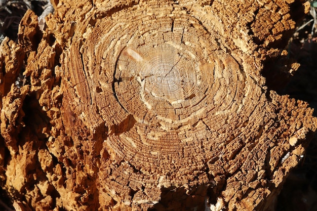 Fondo de textura de naturaleza Primer plano de un árbol de corte