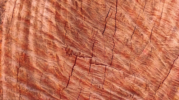 Foto fondo de textura de núcleo de árbol abstracto